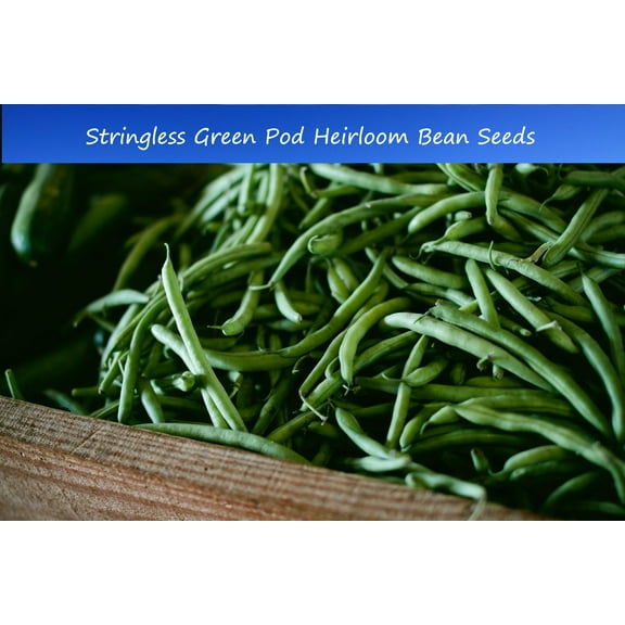 Bean Seeds -Stringless Green POD- 100 Bush Bean Seeds-6 inch pods= 100 Seeds -No Staking! High Yields- long Crisp Tasty -fresh -canned or Frozen Seed Pack - Serendipity Seeds