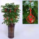 thumbnail image 1 of Año Nuevo Decoración Set Festival de Primavera Nudo Chino Decoración Fortuna Año Nuevo Restaurante Familiar Árbol de Coche Decoración del Festival de Primavera, 1 of 3