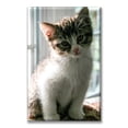 thumbnail image 1 of Cuadro Canvas Pixtreats listo para Colgar tipo galería Gatito Curioso 50X75 cm, 1 of 4