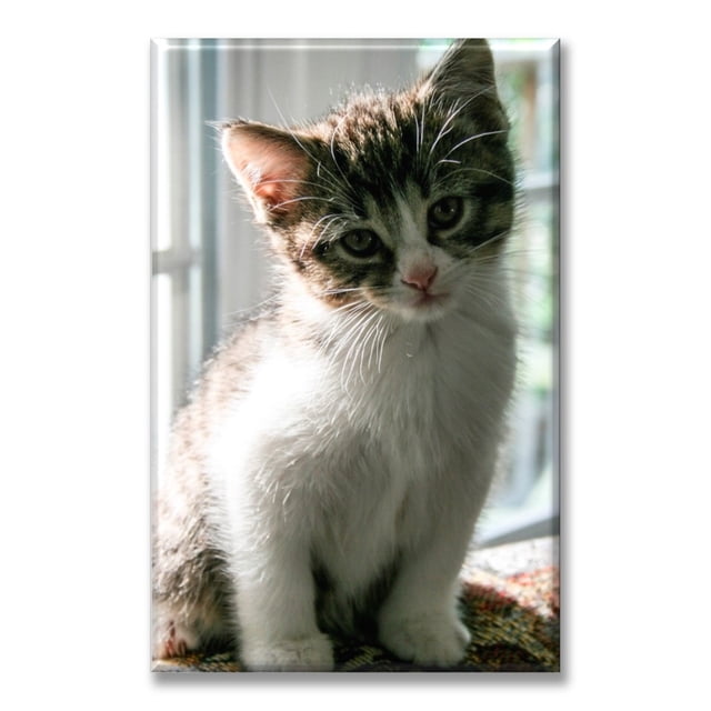 Cuadro Canvas Pixtreats listo para Colgar tipo galería Gatito Curioso 50X75 cm