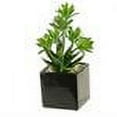 thumbnail image 2 of D&W Silks Mini Dracaena and Aloe in Square Ceramic Planter, 2 of 2