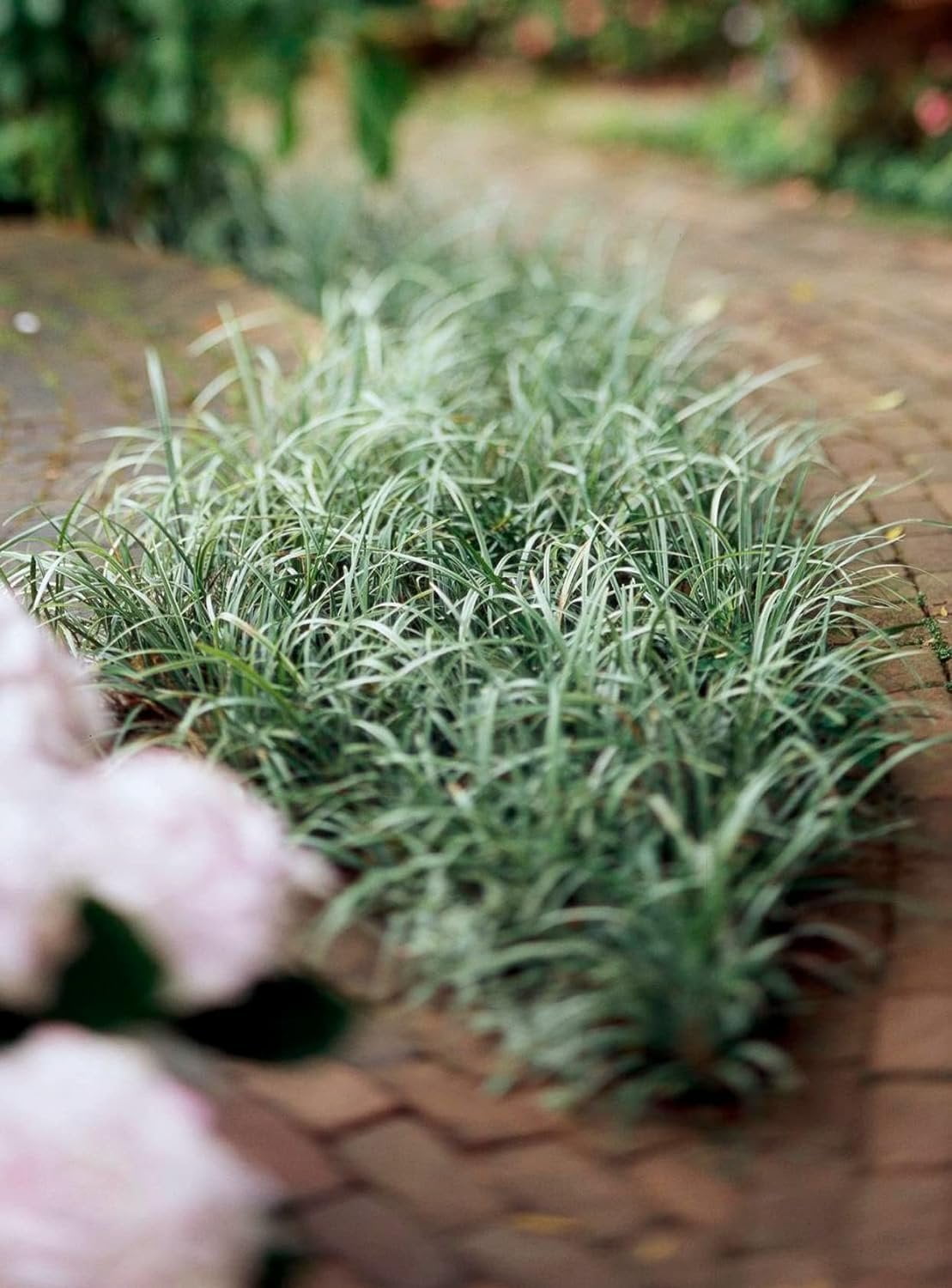 Dwarf Mondo Grass Plants  200 Live Bare Root Pips  Ophiopogon Japonicus Nanus  Perfect for Ground Cover & Borders  Hardy & Low Maintenance