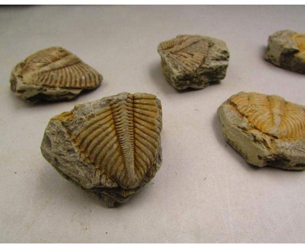 Natural Fossil Trilobite Crown Worm 
