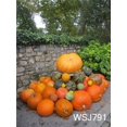 thumbnail image 1 of XDDJA Polyester Fabric 5x7ft Pumpkin Photography Background Photography Backdrop Studio Prop, 1 of 1