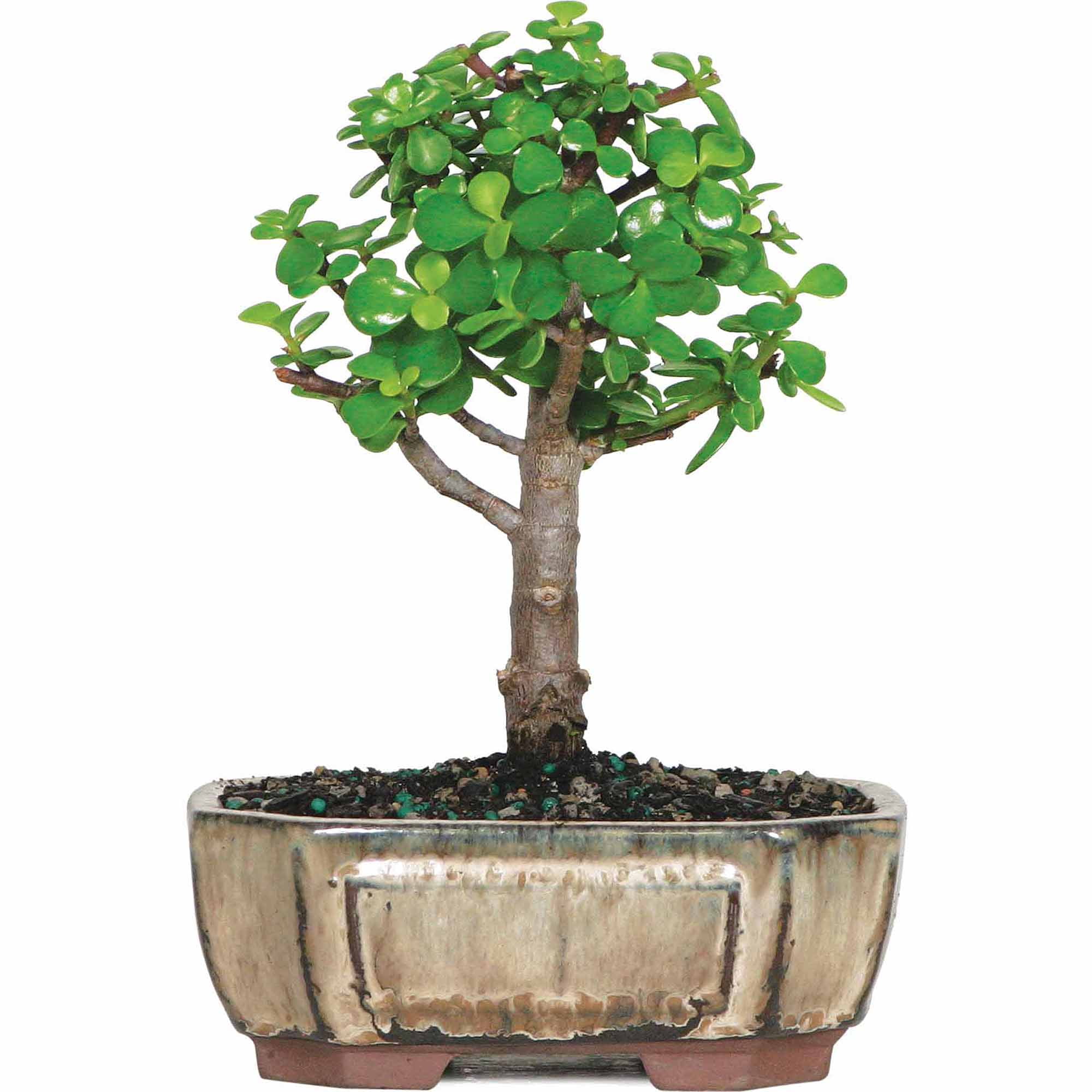 Humidity Tray & Deco Rock Brussels Live Dwarf Jade Indoor Bonsai Tree 5 Years Old; 8 to 12 Tall with Decorative Container 