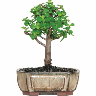 Brussel's Ponytail Palm Bonsai - Medium - (Indoor) - Walmart.com