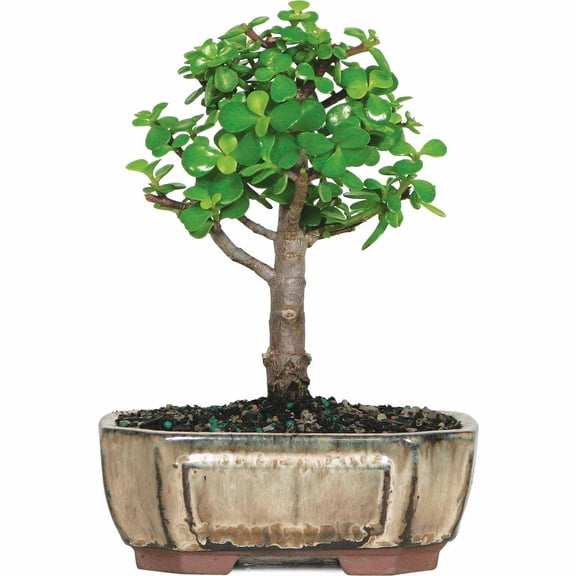 Brussel's Dwarf Jade Bonsai - Small - (Indoor)