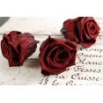 thumbnail image 2 of Pack of 6 Red Burgundy Preserved Roses 2.5in. Size, 2 of 2