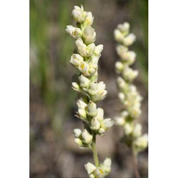 100 ALPINE CORAL BELLS Heuchera Cylindrica Alumroot Sun Shade Flower Seeds