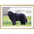 thumbnail image 2 of Newfoundland Dog, Framed Art Print Wall Art Sold by Art.Com, 2 of 6