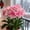 A, variant on Beautiful Amaryllis Bulbs-Low Maintenance-Ideal for Indoor, Plant Pots & Planters