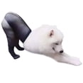 thumbnail image 1 of Medias Para Mascotas, Calcetines Negros Sexis De Red Para Perros, Ropa Divertida Para Mascotas Para Suministros Para Mascotas 1 Par Moyic PT002244-00, 1 of 6