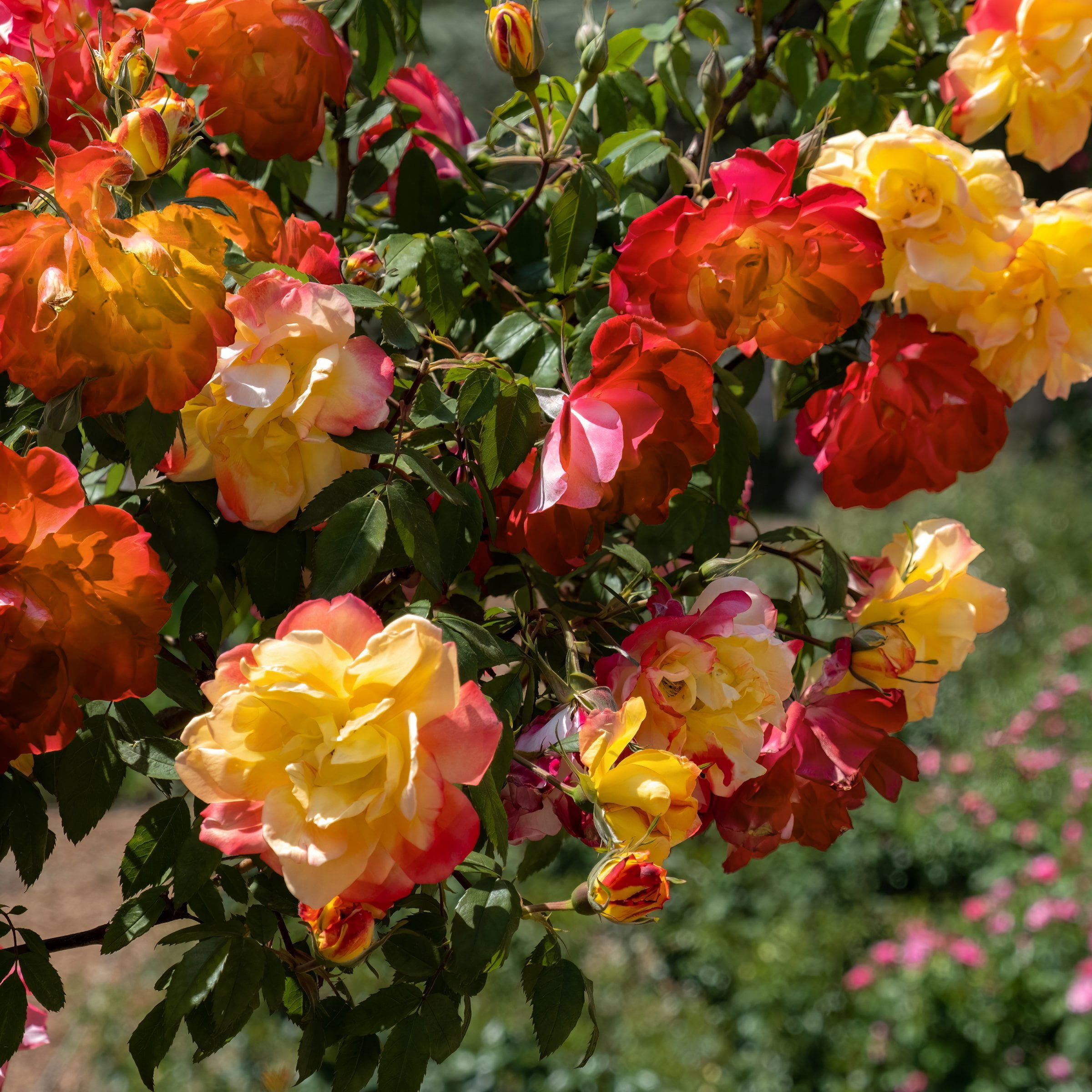 National Plant Network Bare Root Pinata Rose with Multicolor Flowers