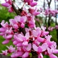 thumbnail image 2 of Eastern Redbud Tree Live Plant, Eastern Redbud Planting Outdoor, 6'' Tall in Quart Pot, 2 of 5