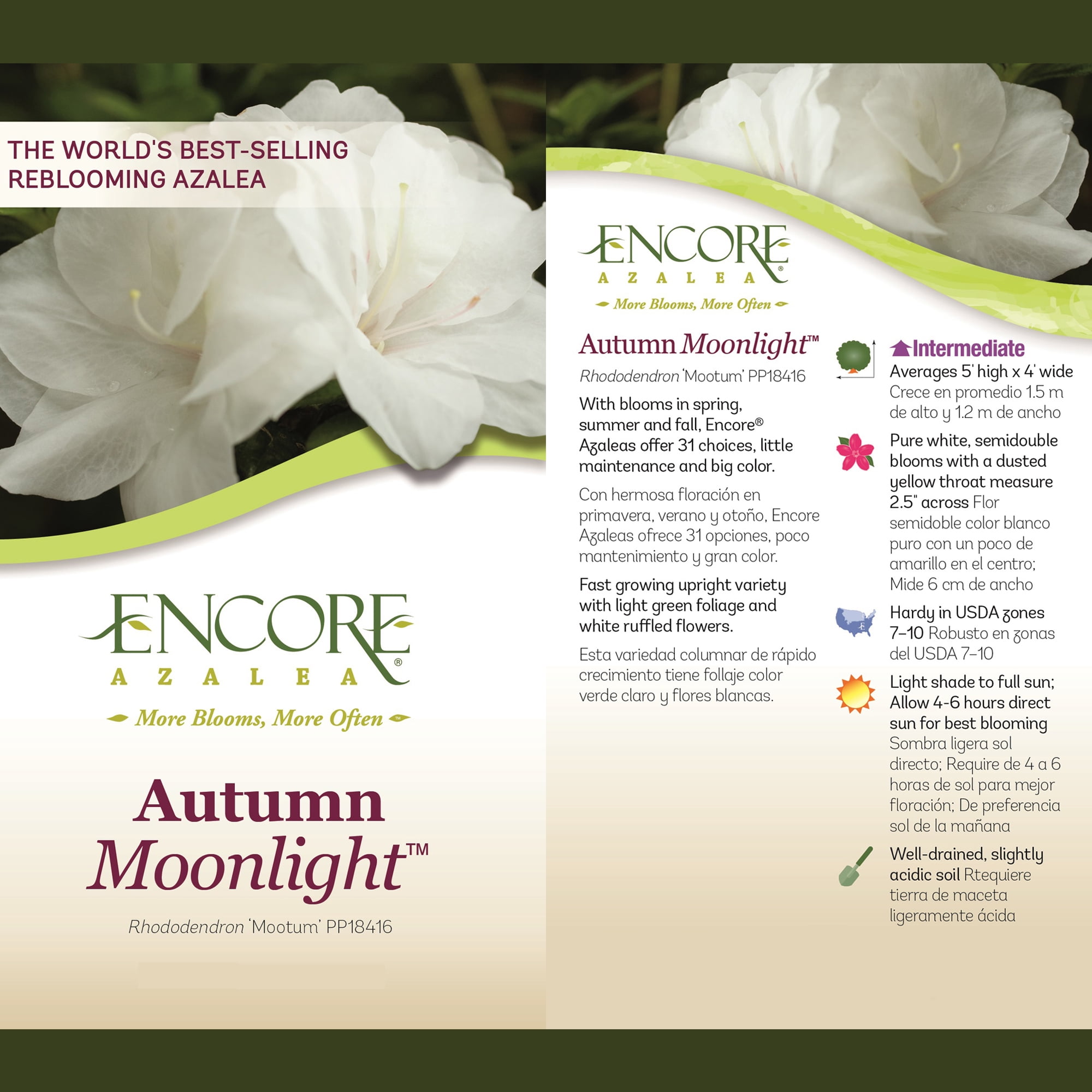 Encore Azalea Autumn Moonlight Live Shrub
