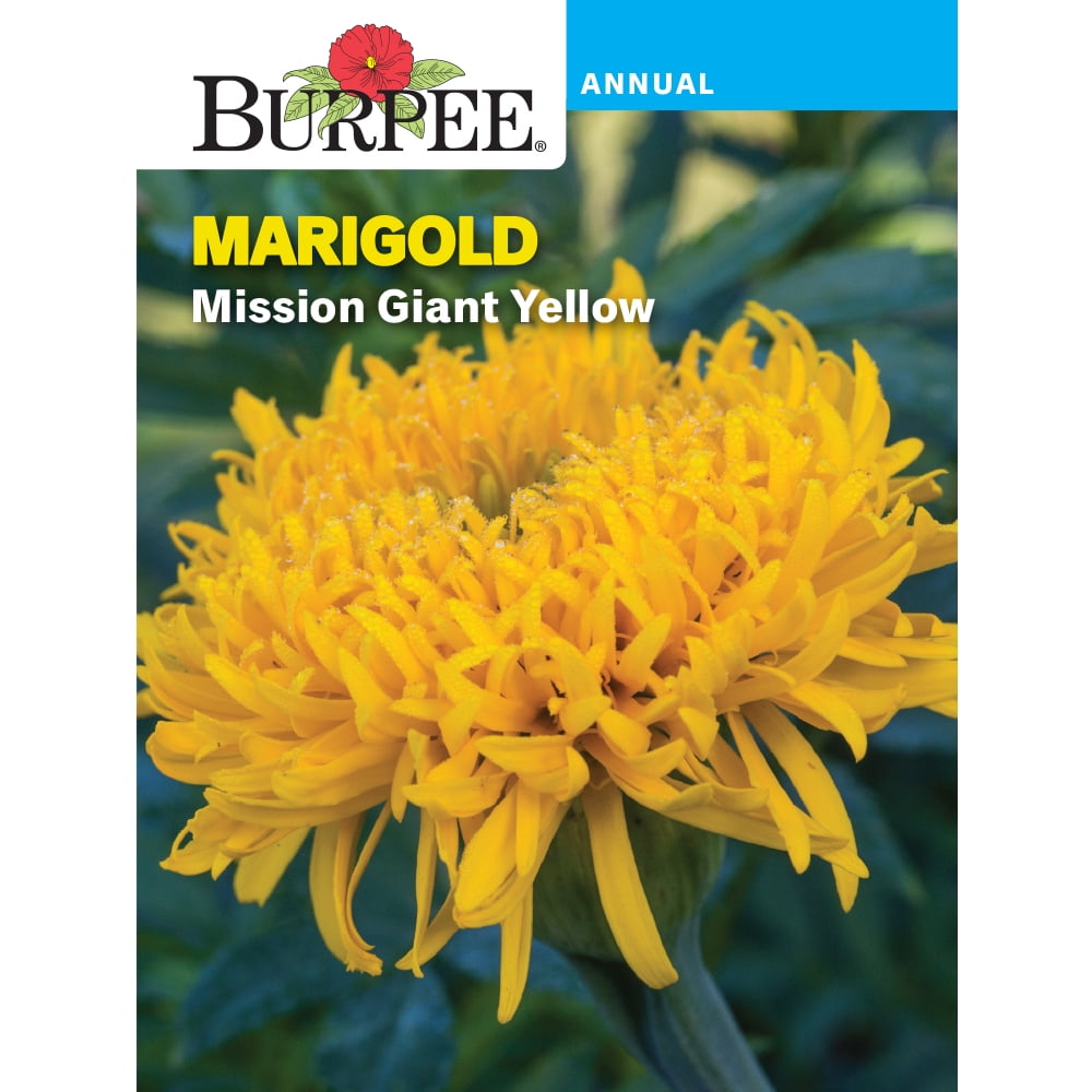 Burpee Mission Giant Yellow Marigold Flower Seed, 1pack