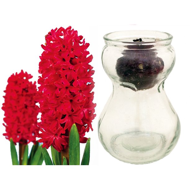 Clear Glass Hyacinth Vase + Red Hyacinth Bulb