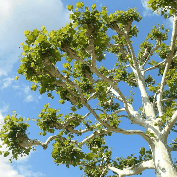 American Sycamore Tree - 8-10 Inch Height - Ideal for Landscaping and Shade - Fast-Growing Deciduous Tree for Gardens