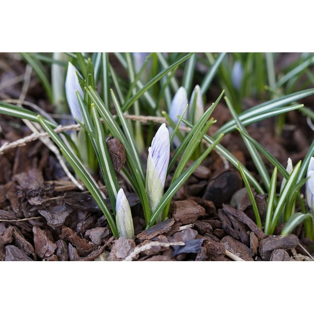 Crocus Early Bloomer Bud End Of Winter Garden 20 Inch By 30 Inch Laminated Poster With Bright Colors And Vivid Imagery Fits Perfectly In Many Attractive Frames Walmart Com Walmart Com