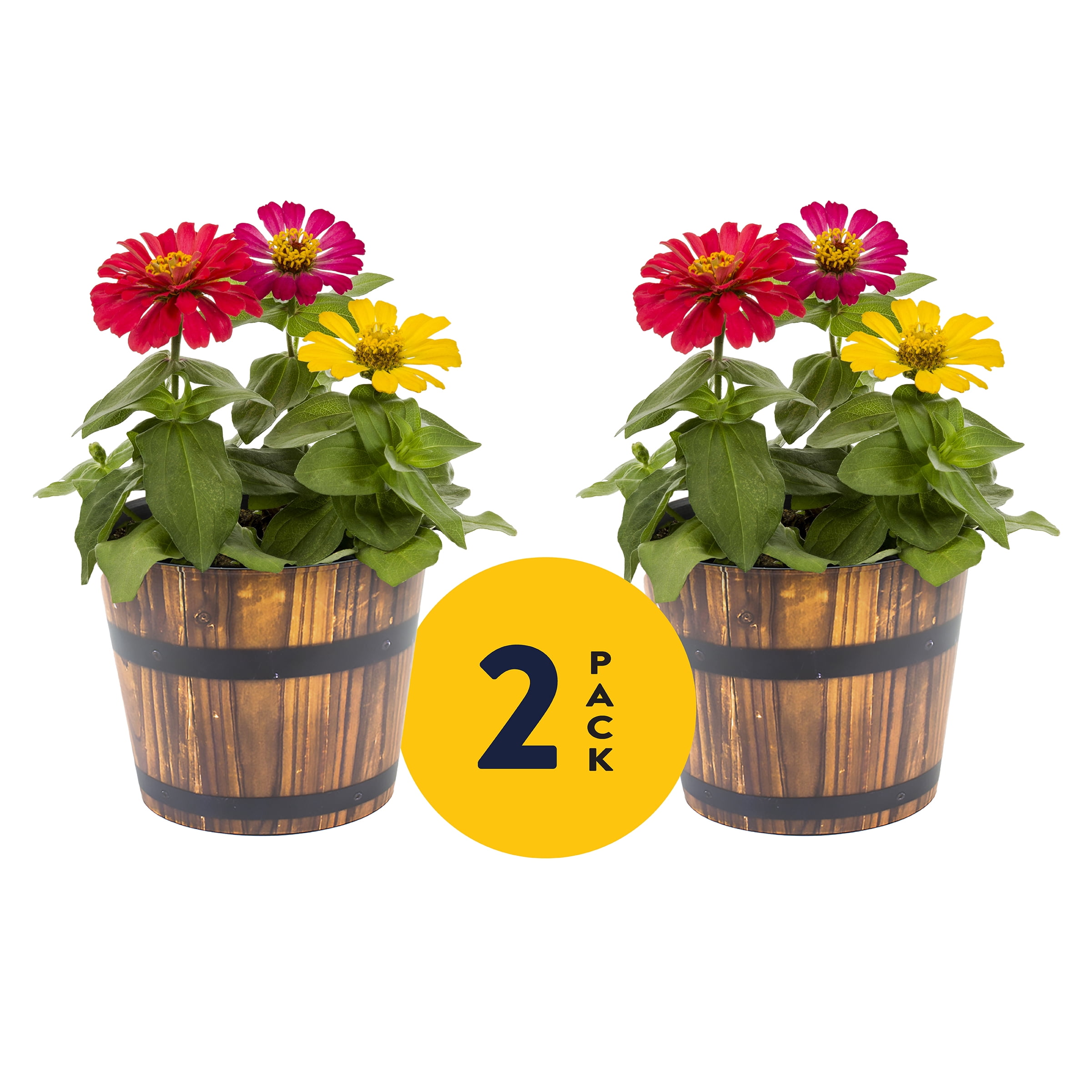 Metrolina Greenhouses Multicolor Zinnia Annual Live Plant