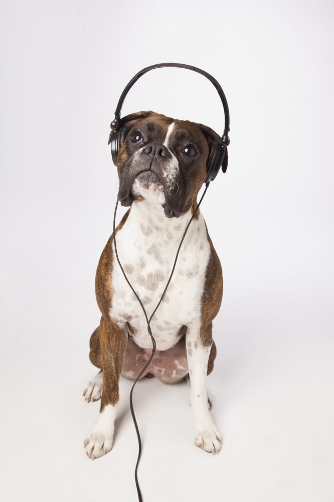 Boxer Dog With Head