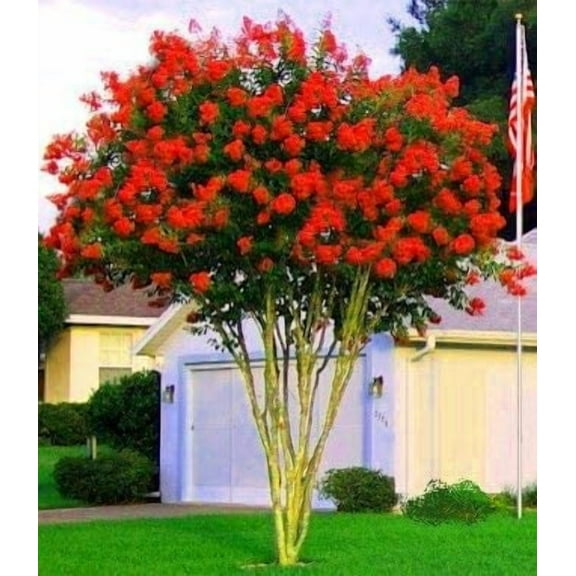 Dyamite Red Crape Myrtle Live Plant 12-18" in Height in a #3 Container
