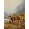 thumbnail image 3 of Moritz Müller 19x24 Black Modern Framed Museum Art Print Titled - A Bellowing Stag, 3 of 5