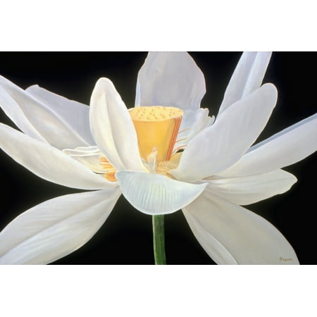 Hidden Pic White Lotus Flower And Black Background Hidden Woman In Center Oil Painting Canvas Art - Fay Biegun Design Pics (18 x 12) ()