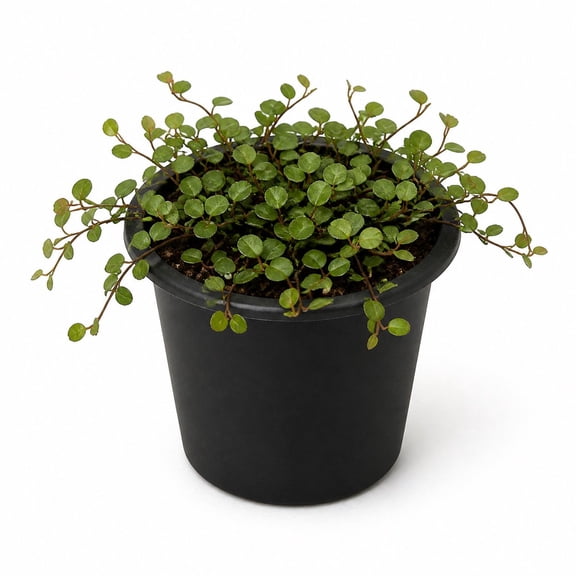 Creeping Wire Vine - Single - 2 Inch Pot - Muehlenbeckia Axillaris