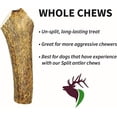 thumbnail image 4 of Elkhorn Premium Chews Medium whole (6-9” long) elk antler chew for 20-45 lb dogs (1 pack) all-natural premium-grade antler bone, sourced in the USA, 4 of 6