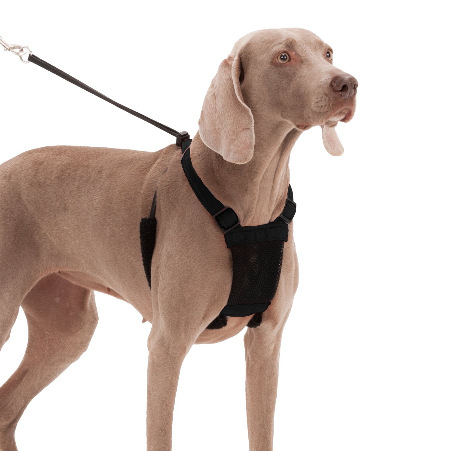Which Is The Best Harness To Stop A Dog Pulling