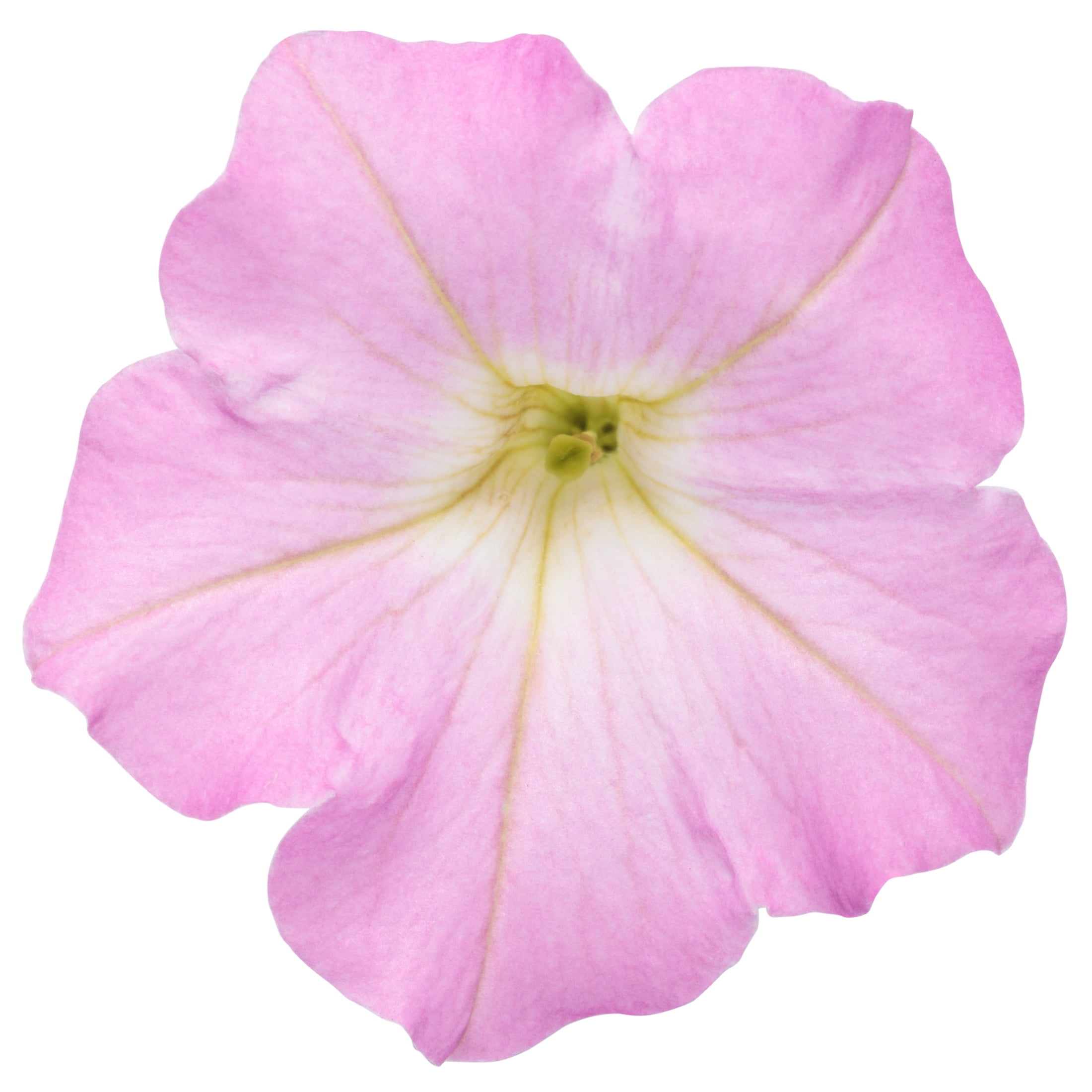 Proven Winners 4" Supertunia Mini Vista Pink Cloud Supertunia Live Plant in 4.25" Pot (4 Count)