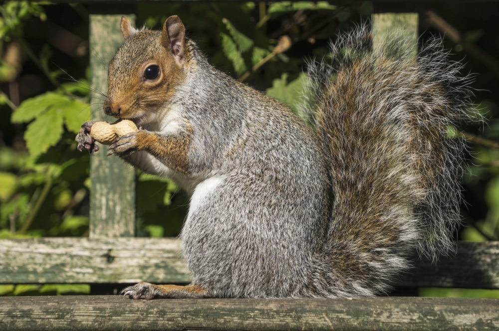Squirrel Holding A