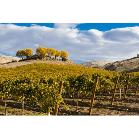Washington State, Yakima Valley. Vineyard and Winery in Yakima Valley Print Wall Art By Richard