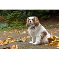 thumbnail image 2 of Horton, Janet 14x11 Black Ornate Wood Framed with Double Matting Museum Art Print Titled - Cavalier King Charles Spaniel-on her driveway in Autumn-PR, 2 of 4