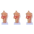thumbnail image 1 of 3X Nasal Cavity Throat Anatomy Model Human Anatomical Pharynx Larynx Model for Students Study Display Teaching, 1 of 8