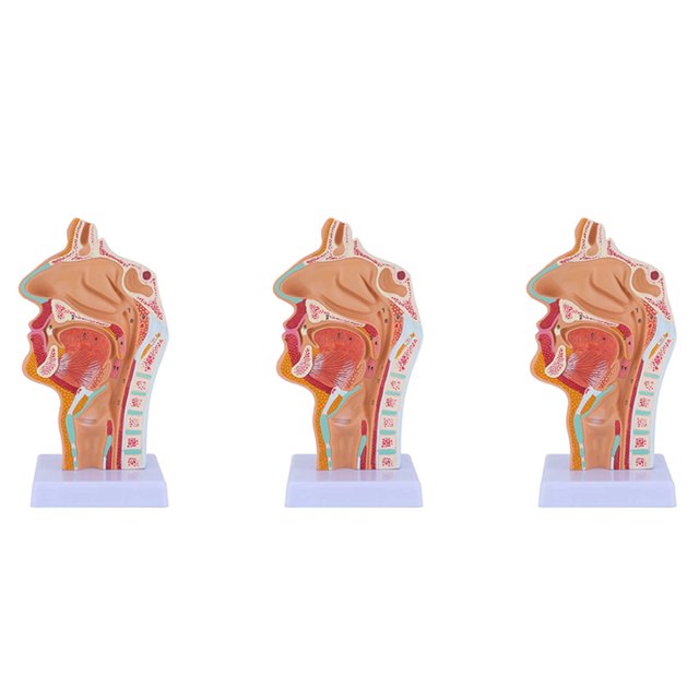 3X Nasal Cavity Throat Anatomy Model Human Anatomical Pharynx Larynx Model for Students Study Display Teaching