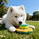 thumbnail image 5 of Comedero interactivo tipo rompecabezas, cuenco de comida lenta, estimulación mental para cachorros y perros pequeños, 5 of 6