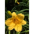 thumbnail image 5 of Daylily Stella D' Oro I 30 Live 3 Inch Pots I Hemerocallis  Yellow Flowers I Rich Golden Blooms, Perennial Garden Jewel, Easy-to-Grow for Year-Round Beauty, 5 of 9