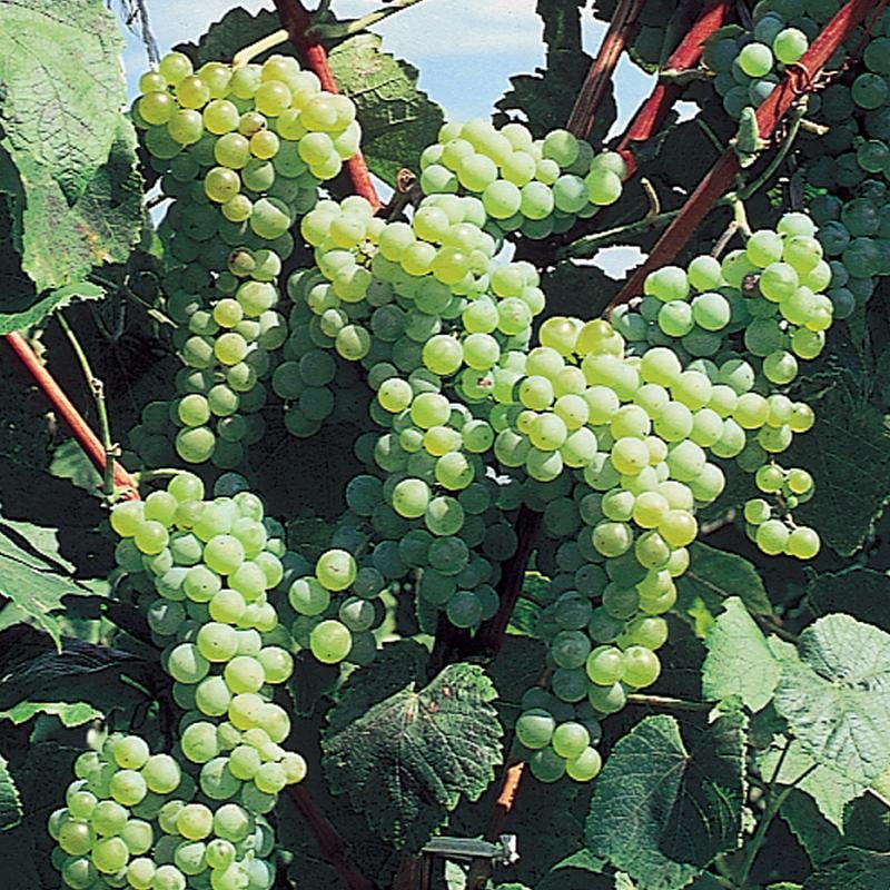 Himrod Seedless Grapes 1 Gallon - Walmart.com