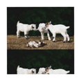 thumbnail image 6 of Wukai Cute Goat Baby Waterproof Tablecloth for Kitchen Dining, Fits Square Tables for 2-4 Seats -54"x54", 6 of 7