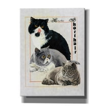 Epic Graffiti 'Exotic Shorthair' by Barbara Keith, Canvas Wall Art, 40"x54"
