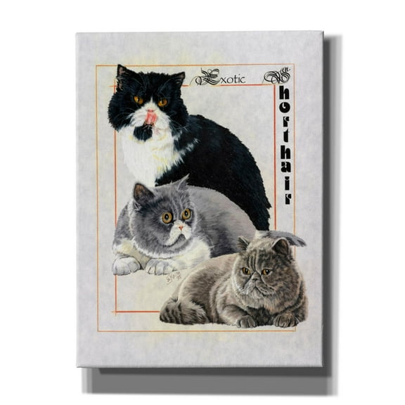 Epic Graffiti 'Exotic Shorthair' by Barbara Keith, Canvas Wall Art, 40"x54"