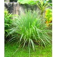 thumbnail image 5 of TomorrowSeeds - West Indian Lemongrass Seeds - 4500+ Count - For 2026 Planting Citronella, 5 of 8