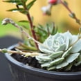 thumbnail image 2 of Perfect Plants Succulent & Cactus Soil Mix - 4 Quarts, 2 of 5