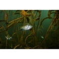 thumbnail image 2 of White crappie in the shallow water of Lake Murray  Oklahoma Poster Print by Jennifer Idol/Stocktrek Images, 2 of 2