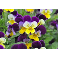 thumbnail image 4 of Johnny Jump Up Violet - Perennial - Viola tricolor - Quart Pot - Live Plant, 4 of 4