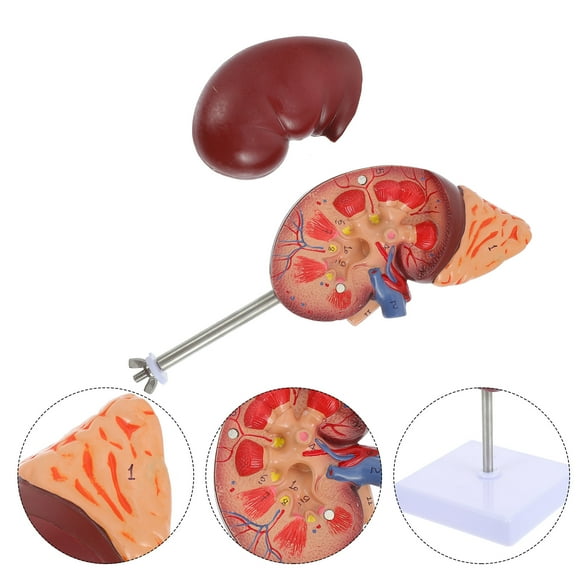 1Pcs Anatomy and Physiology Study Tools for Teaching Aid in Schools with PVC Material and Half Split Design