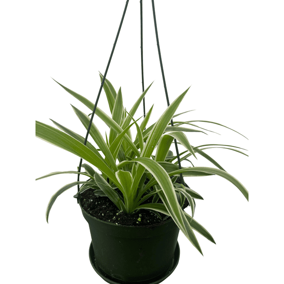 Reverse Variegated Spider Plant - 6" Hanging Basket - Cleans the Air