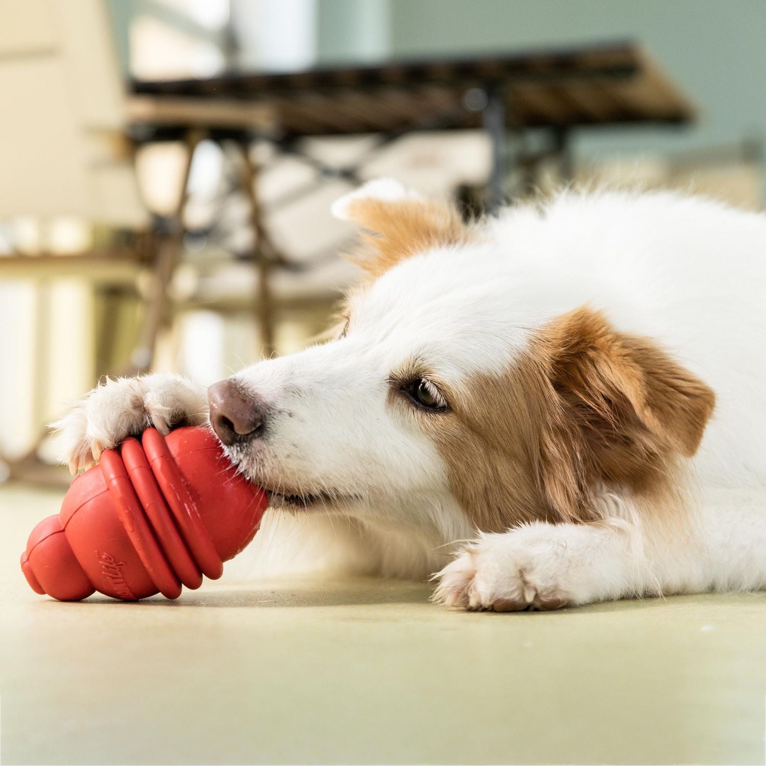 VIBRANT LIFE LARGE/MEDIUM/SMALL RED TREAT DISPENSER, For Dogs/30 kg+ / 15-30 kg / 3-15 kg
